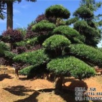 10公分造型罗汉松_罗汉松_万达苗圃(图)