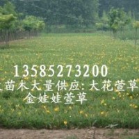 供应金娃娃萱草苗价格便宜 数量大 金娃娃萱草基地