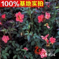 常年批发月季杯苗 月季盆花小苗