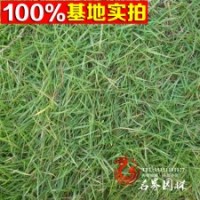 大量销售沟叶结缕草草坪