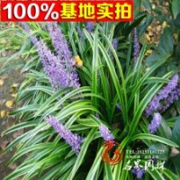 批发常年供应 金边万年久