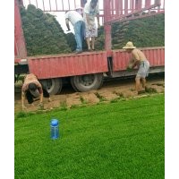 栾城草皮基地种植