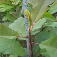 青州厚朴,厚朴,绿湖苗木(图)