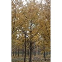 江苏银杏树基地,银杏树基地,鑫苑银杏(多图)