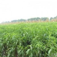 桃苗|润丰苗木|桃苗品种