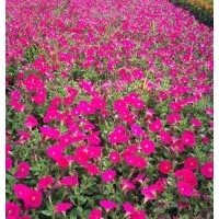 草花类矮牵牛，一串红，孔雀草，万寿菊，国庆菊等