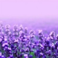 高密草花租摆价格_草花_山一花卉苗木(查看)