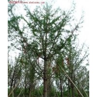 银杏树的价格、森鑫银杏、100公分银杏树的价格