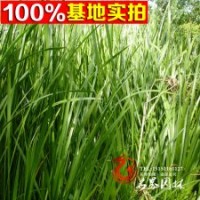 直销水生植物水生花卉鸢尾菖蒲