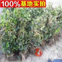 基地大量供应常青藤.常青藤小苗