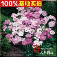 基地长期供应彩色地被植物地被石竹