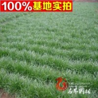 大量批发供应黑麦草各种优质草坪