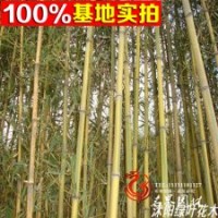 基地低价供应 各种规格的黄金竹
