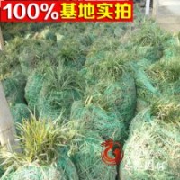 低价出售大量优质麦冬草价格从优