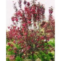 北美海棠批发|宁夏北美海棠|冀鑫(查看)