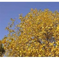 法桐价格|法桐|冀鑫(查看)