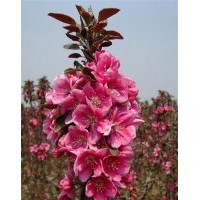 北美海棠,冀鑫,北美海棠小苗什么价格