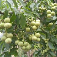 核桃苗,旭昇园艺场,8518核桃苗