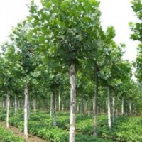 绿化苗木,鑫森源,绿化苗木网