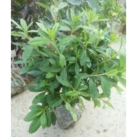 毛娟_永康毛娟_福江苗木口碑好(图)