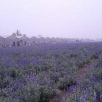 薰衣草厂家|威海薰衣草|爱萍花卉苗木(多图)