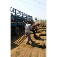 供应高羊茅，混播草坪等