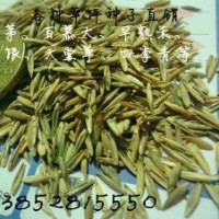 草坪种子价格