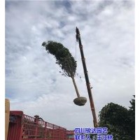 乐山桂花树|骏达园艺|雅安桂花树品种