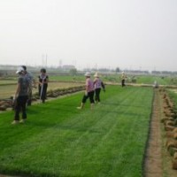 河北草坪批发|草坪种植方法|草坪报价