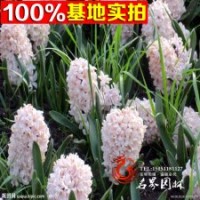 基地批发进口风信子种球水培植物