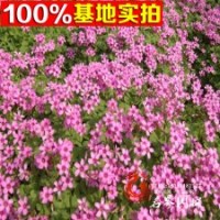 基地低价批发红花草红花醡浆草