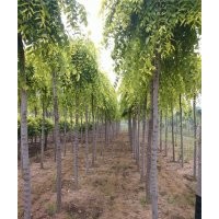 广东金叶垂榆_彩叶园林_金叶垂榆苗木