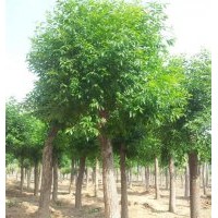 白蜡、冀鑫、5公分白蜡树苗价格