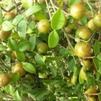 油茶树苗批发|湘林69油茶树苗的价格|油茶树苗