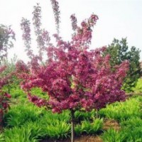 西府海棠|冀鑫|西府海棠小苗价格