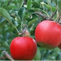 优质苹果苗|山东苹果苗|旭昇园艺场(图)