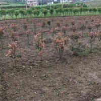 精品红花继木、龙游红花继木、好彩苗木品种好(多图)
