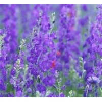 薰衣草价格,德州薰衣草,爱萍花卉苗木(查看)