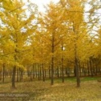 银杏树价格|华北银杏|银杏树价格表