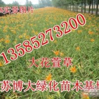 大花萱草价格-江苏大花萱草基地价格-萱草批发直销量大价优