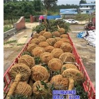 雅安桂花树批发商|广安桂花树|骏达园艺(查看)