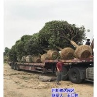 巴中桂花树_骏达园艺_雅安桂花树品种