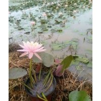 供应湖北武汉水生植物|武汉水生花卉|武汉水生植物花卉种苗|水生