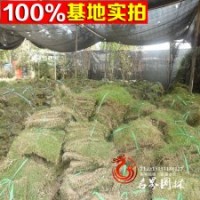 基地大量批发草皮百慕大草皮