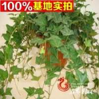 基地大量供应常春藤.常春藤小苗