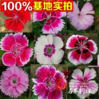 苏北优质常夏石竹 石竹低价批发