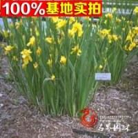 大量供应各种宿根花草、德国鸢尾
