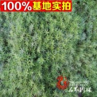 基地直销金叶佛甲草金叶景天等