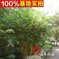 大量供应金丝竹，量大优惠