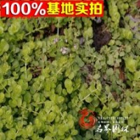 供应草花类金叶过路黄规格齐全